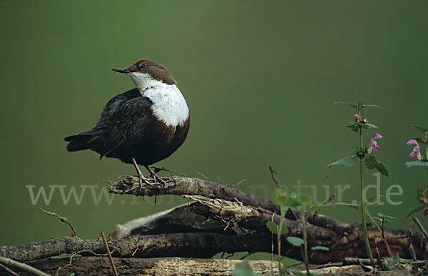 Wasseramsel (Cinclus cinclus)