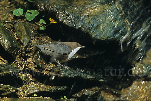 Wasseramsel (Cinclus cinclus)