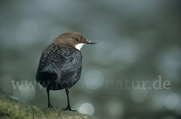 Wasseramsel (Cinclus cinclus)