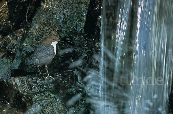 Wasseramsel (Cinclus cinclus)