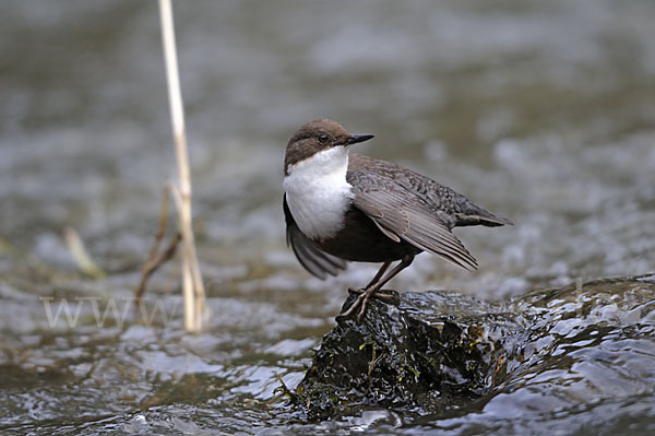 Wasseramsel (Cinclus cinclus)