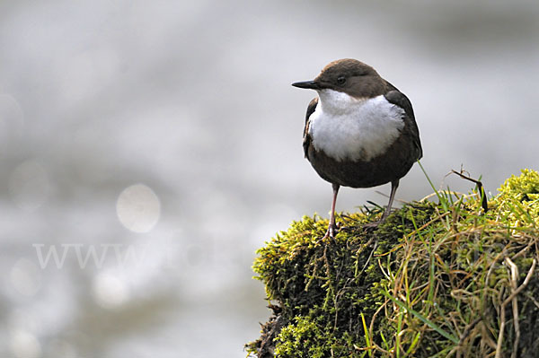 Wasseramsel (Cinclus cinclus)