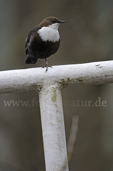 Wasseramsel (Cinclus cinclus)