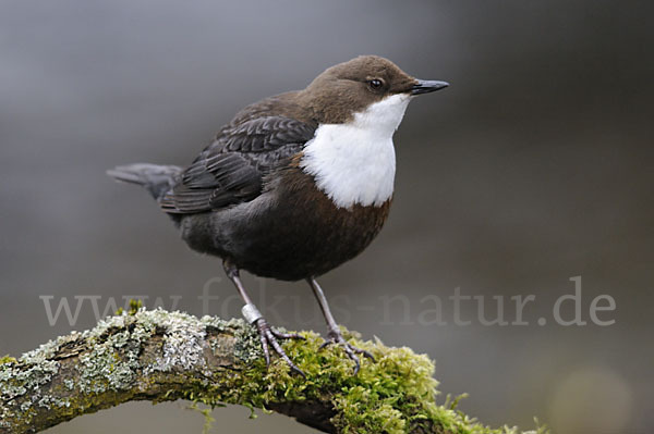 Wasseramsel (Cinclus cinclus)