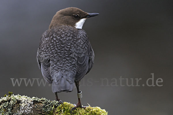 Wasseramsel (Cinclus cinclus)