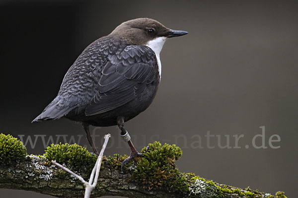 Wasseramsel (Cinclus cinclus)