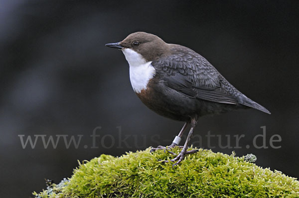 Wasseramsel (Cinclus cinclus)