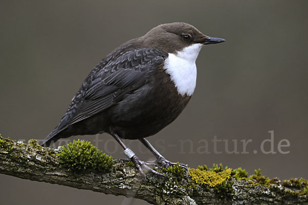 Wasseramsel (Cinclus cinclus)