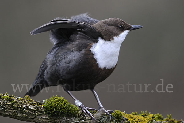 Wasseramsel (Cinclus cinclus)