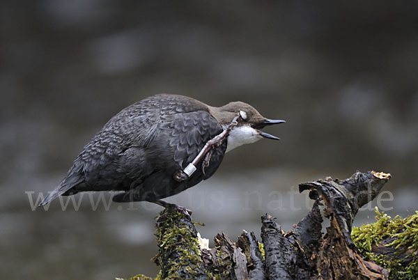 Wasseramsel (Cinclus cinclus)