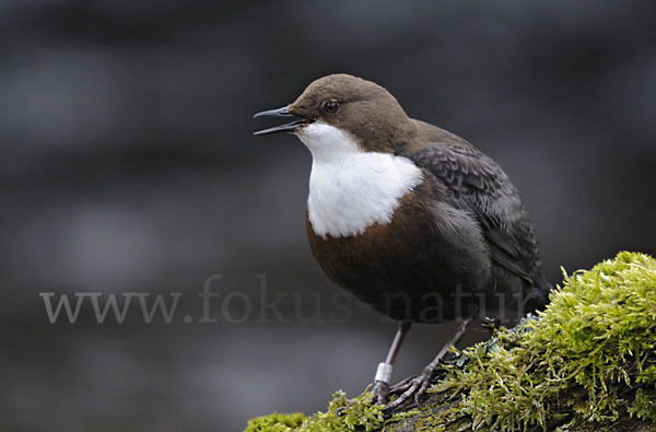 Wasseramsel (Cinclus cinclus)