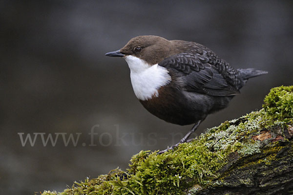 Wasseramsel (Cinclus cinclus)