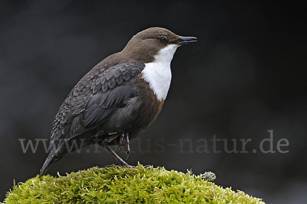 Wasseramsel (Cinclus cinclus)