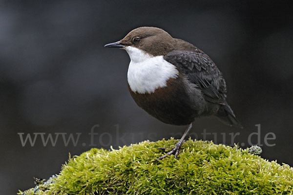 Wasseramsel (Cinclus cinclus)