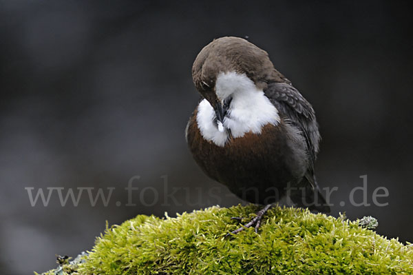 Wasseramsel (Cinclus cinclus)