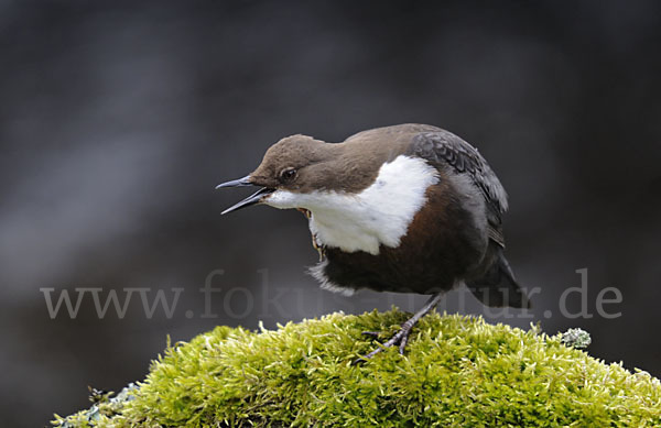 Wasseramsel (Cinclus cinclus)