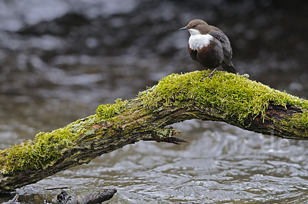 Wasseramsel (Cinclus cinclus)