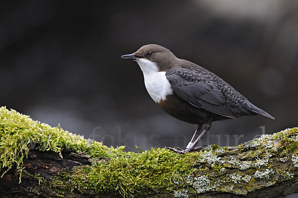 Wasseramsel (Cinclus cinclus)