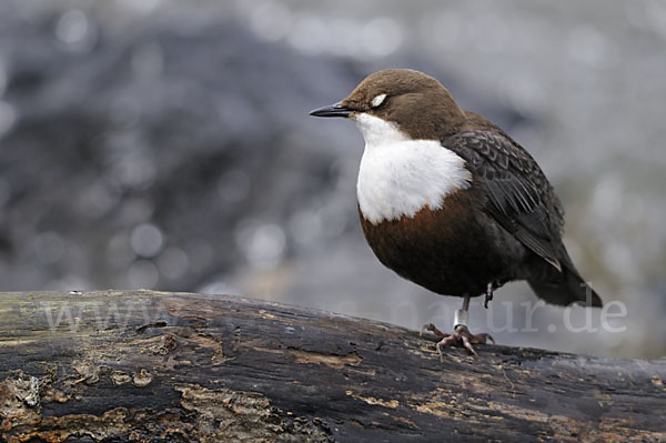 Wasseramsel (Cinclus cinclus)