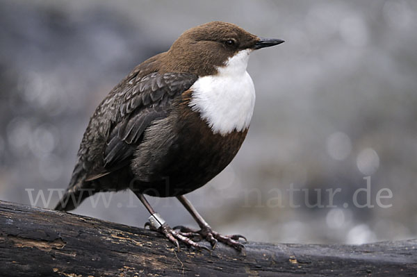 Wasseramsel (Cinclus cinclus)