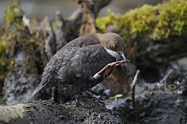 Wasseramsel (Cinclus cinclus)