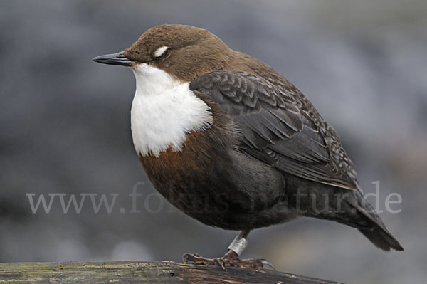 Wasseramsel (Cinclus cinclus)