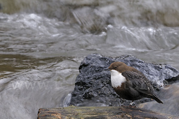 Wasseramsel (Cinclus cinclus)