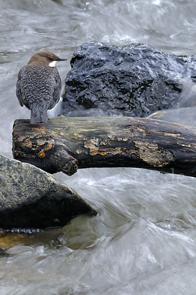 Wasseramsel (Cinclus cinclus)