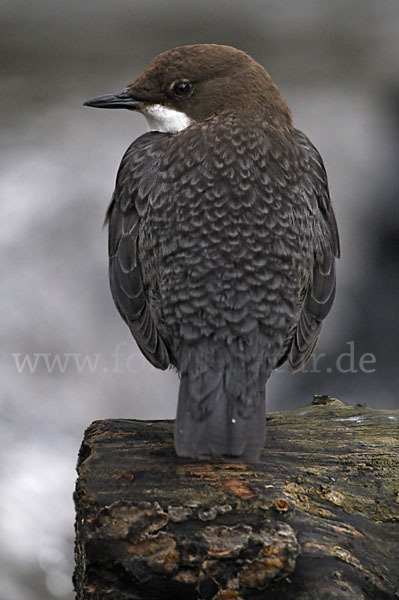 Wasseramsel (Cinclus cinclus)