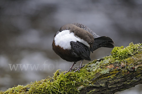 Wasseramsel (Cinclus cinclus)