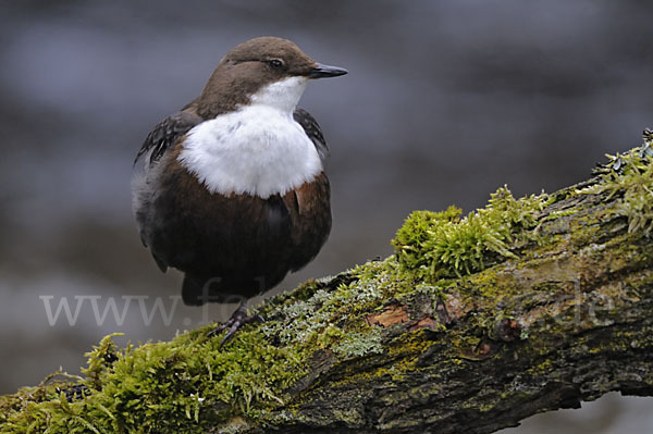 Wasseramsel (Cinclus cinclus)