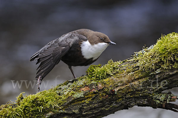 Wasseramsel (Cinclus cinclus)