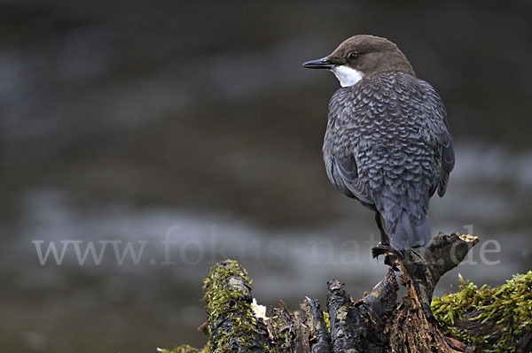 Wasseramsel (Cinclus cinclus)