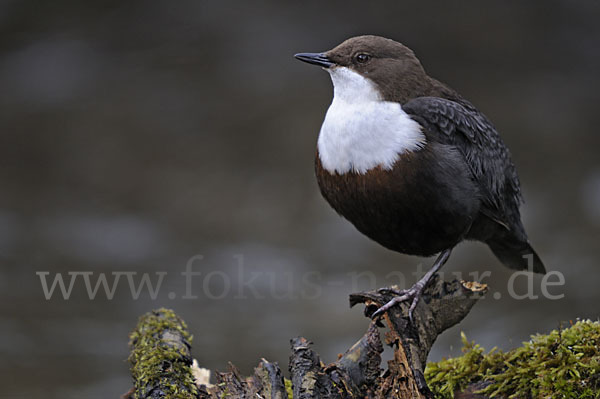 Wasseramsel (Cinclus cinclus)