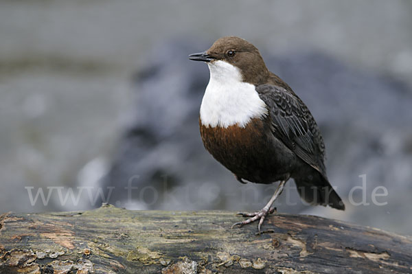 Wasseramsel (Cinclus cinclus)