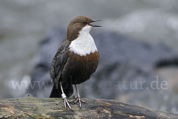 Wasseramsel (Cinclus cinclus)