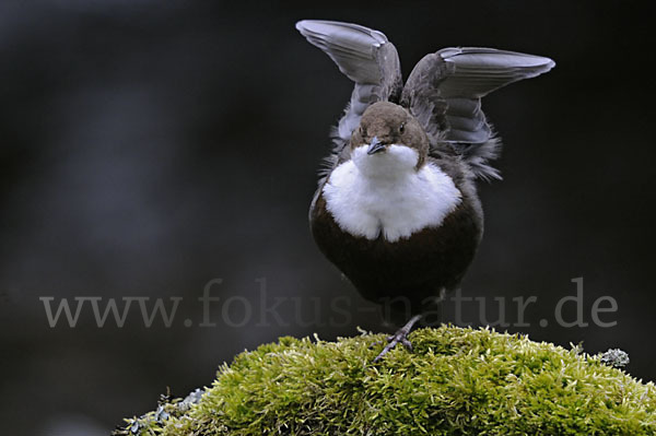 Wasseramsel (Cinclus cinclus)