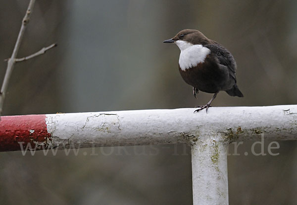 Wasseramsel (Cinclus cinclus)