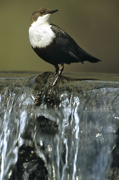 Wasseramsel (Cinclus cinclus)