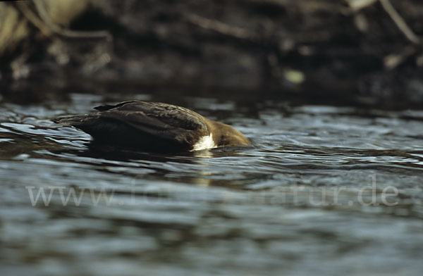 Wasseramsel (Cinclus cinclus)