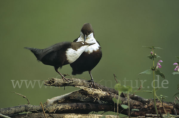 Wasseramsel (Cinclus cinclus)