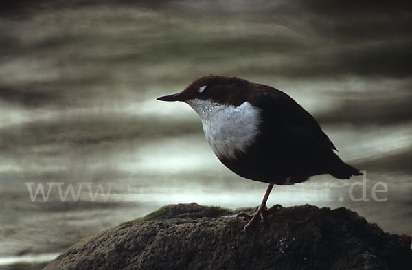 Wasseramsel (Cinclus cinclus)