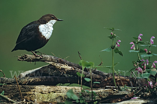 Wasseramsel (Cinclus cinclus)