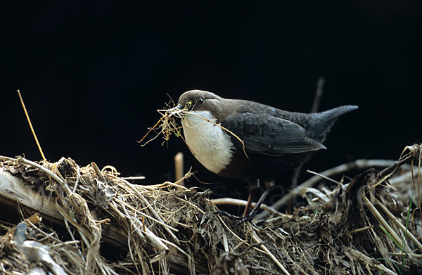 Wasseramsel (Cinclus cinclus)