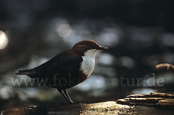 Wasseramsel (Cinclus cinclus)