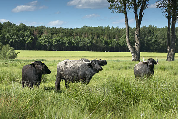 Wasserbüffel (Bubalus arnee)