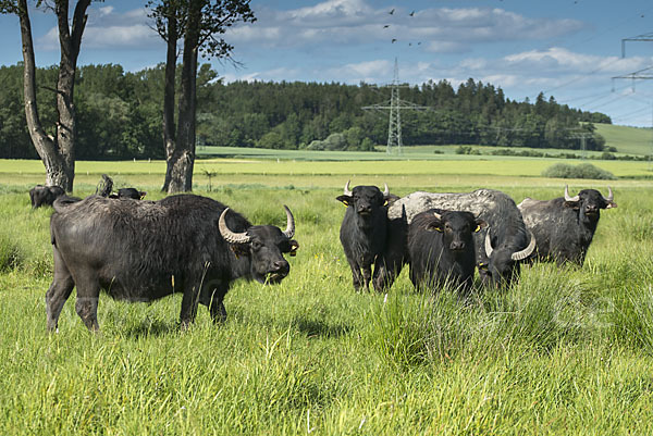 Wasserbüffel (Bubalus arnee)