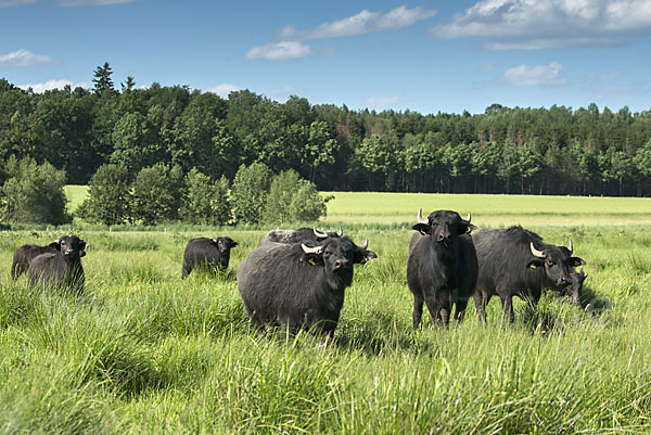 Wasserbüffel (Bubalus arnee)