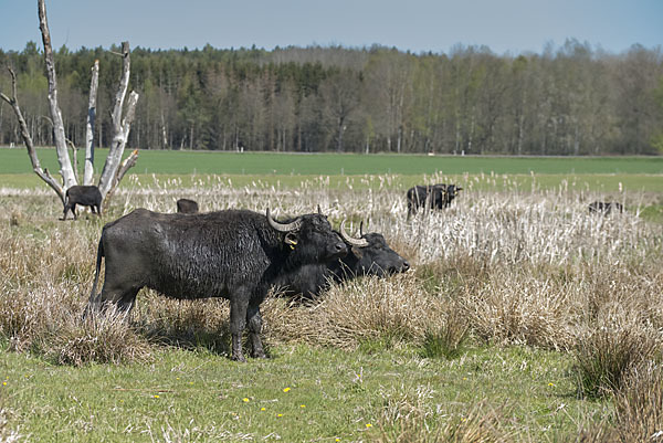 Wasserbüffel (Bubalus arnee)