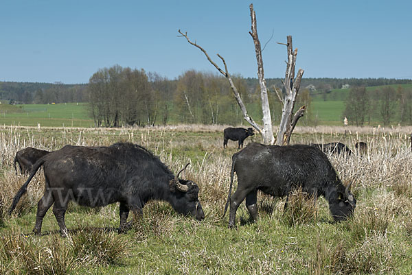 Wasserbüffel (Bubalus arnee)